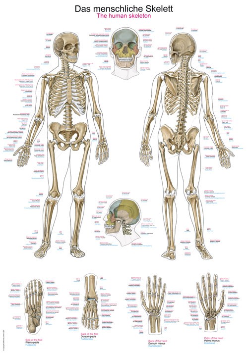 Das menschliche Skelett