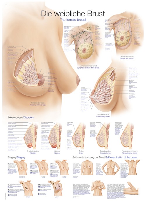 Die weibliche Brust