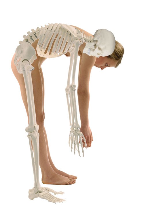 Skelett "Hugo" flexible Wirbelsäule