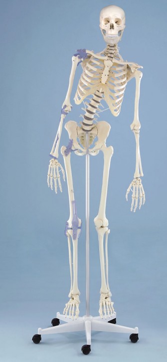 Skelett "Toni" flexible Wirbelsäule mit Ansicht des Bandapparates