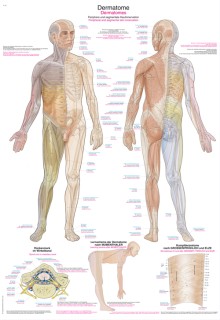 Dermatome